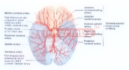 HANGING HUMAN CEREBRAL ARTERY DISTRIBUTION MODEL